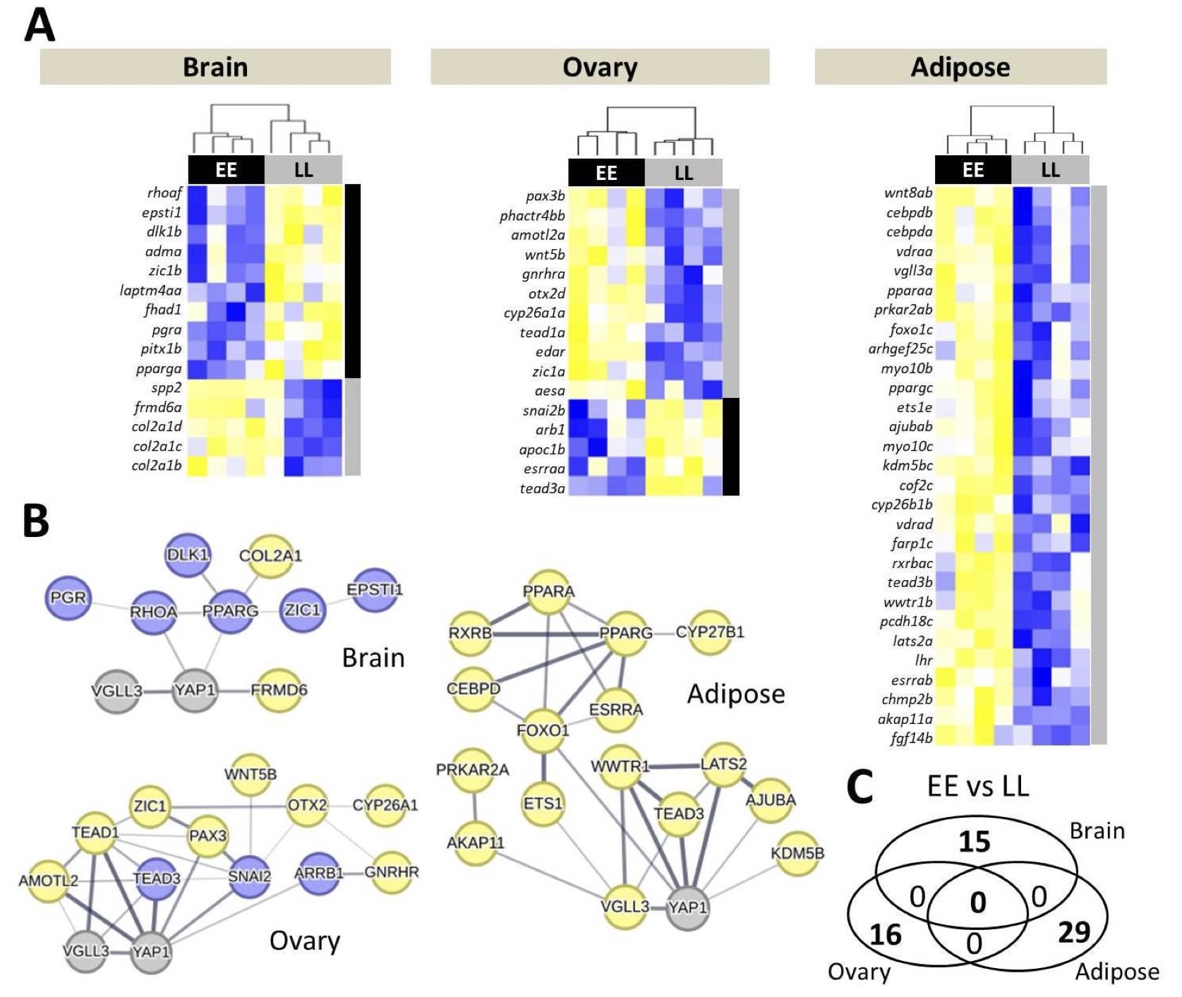 Hippo- i vgll3 i signaling may contribute to sex differences in Atlantic salmon maturation age via contrasting adipose dynamics