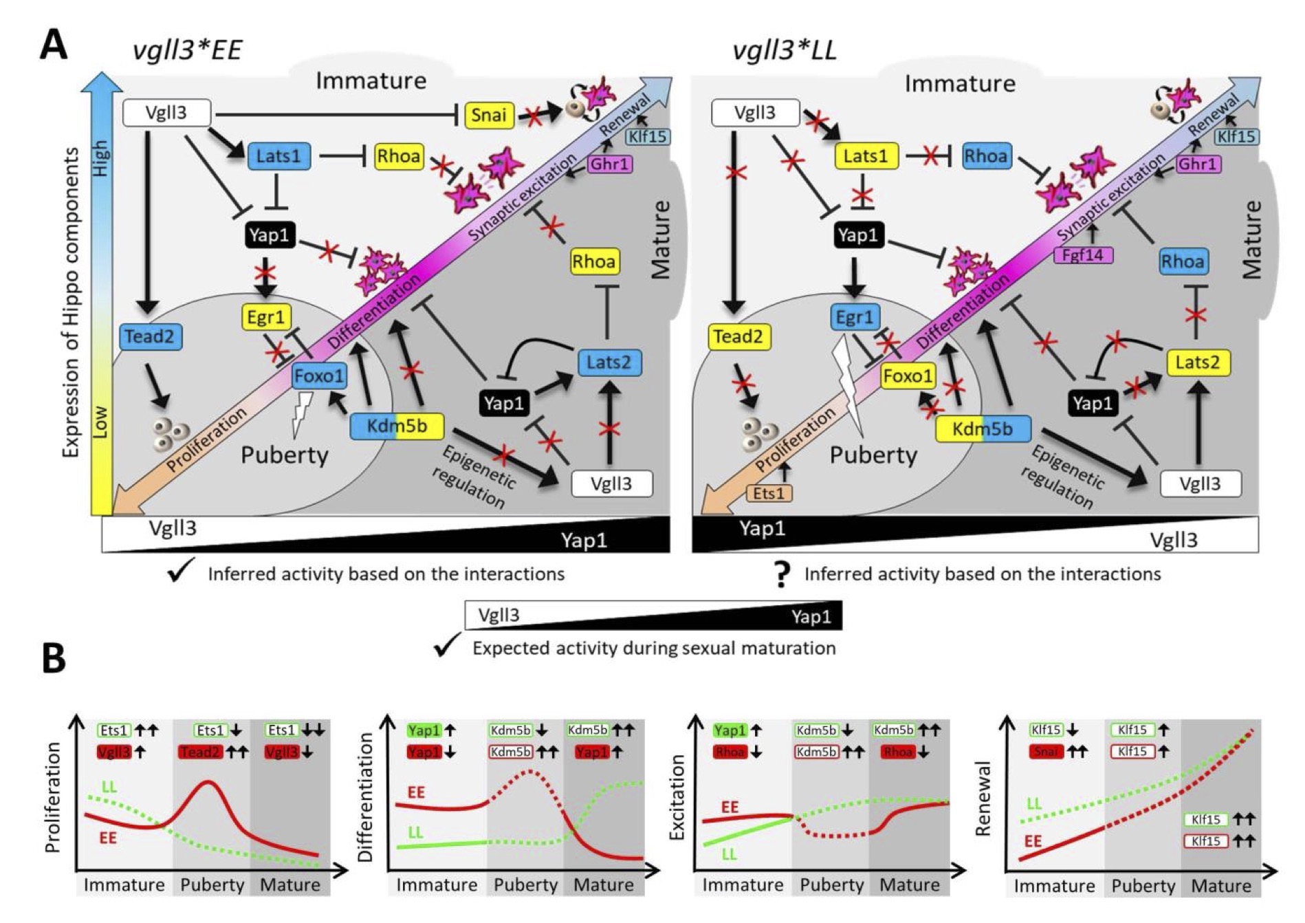 A salmon fish model reveals genetic signals in brain associated with early maturation