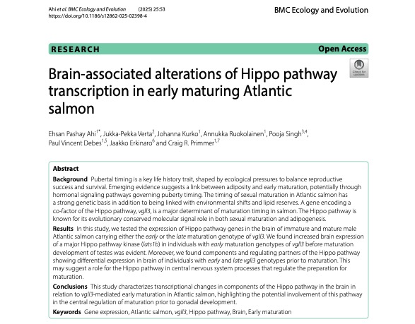 Brain-associated alterations of Hippo pathway transcription in early maturing Atlantic salmon