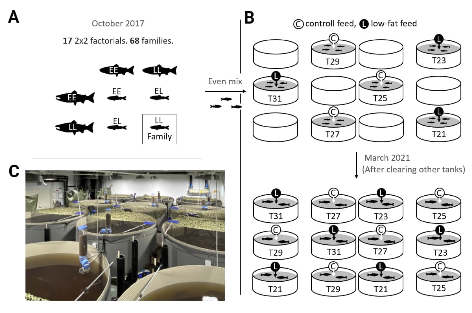 Sex-, development-, and nutrition-dependent expression of a major age-at-maturity gene in Atlantic salmon