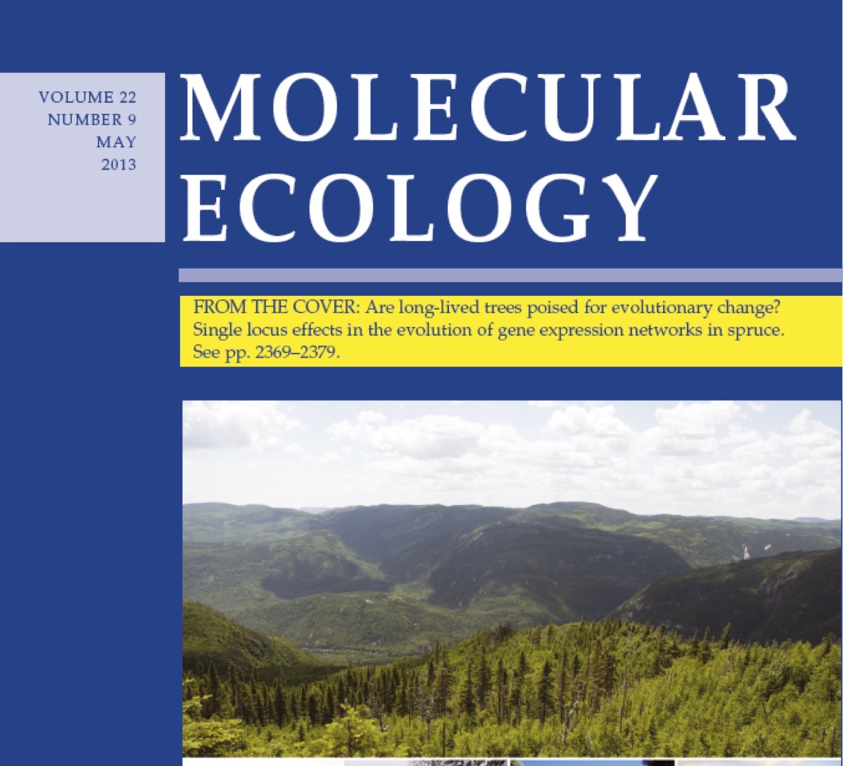 Are long lived trees poised for evolutionary change Single locus effects in the evolution of gene expression networks in spruce