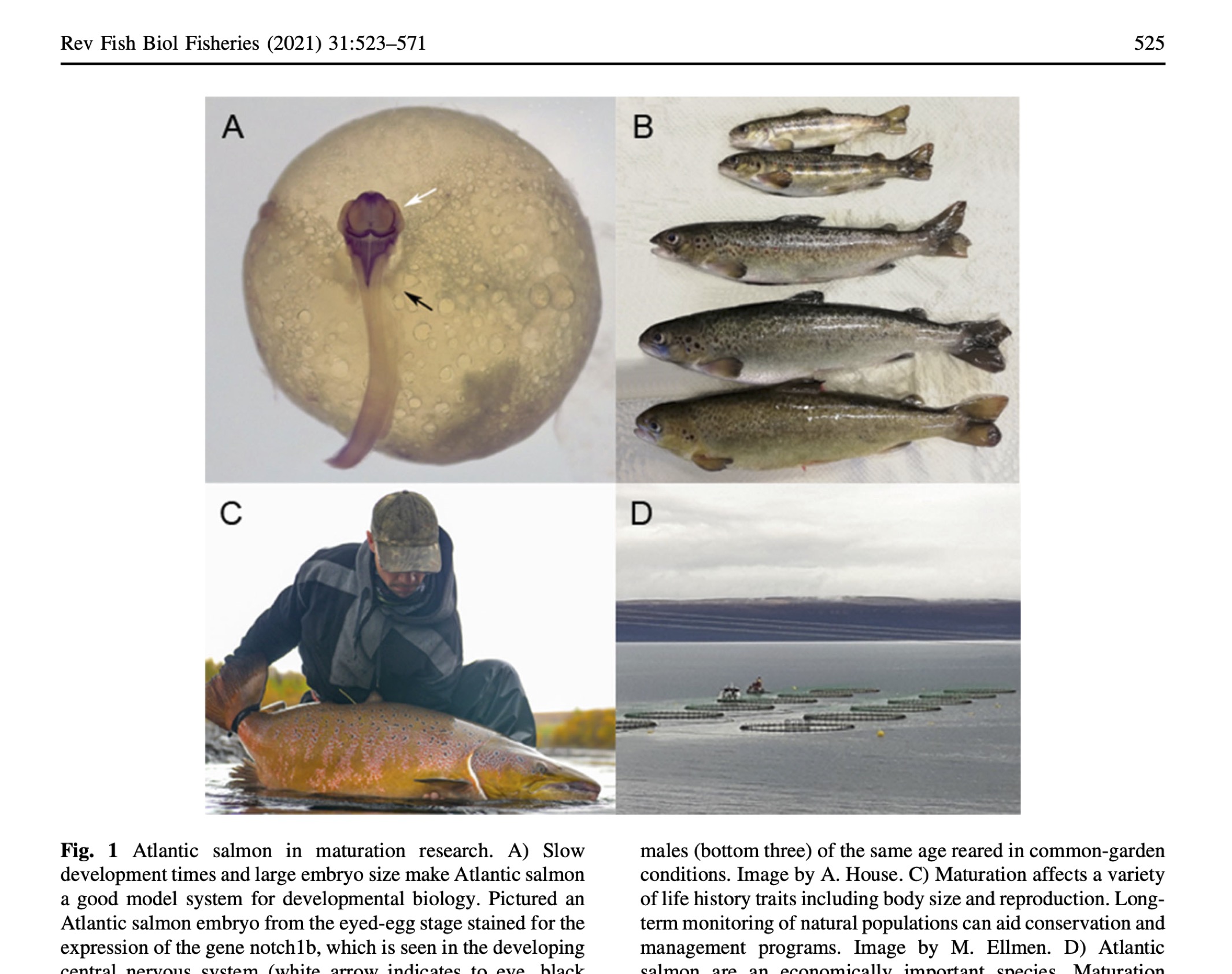 Maturation in Atlantic salmon Salmo salar, Salmonidae : a synthesis of ecological, genetic, and molecular processes