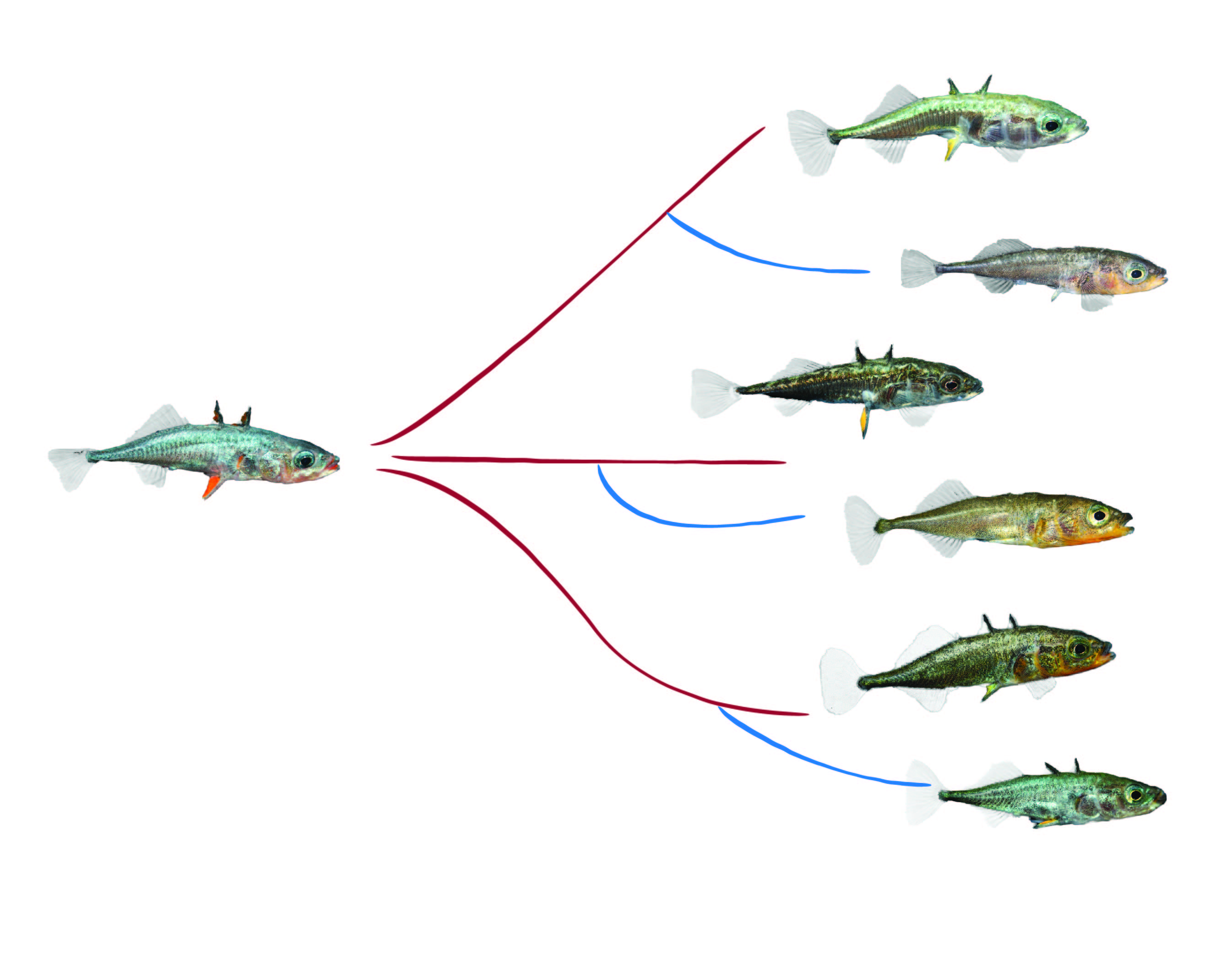 Genetic basis of gene expression divergence in threespine sticklebacks