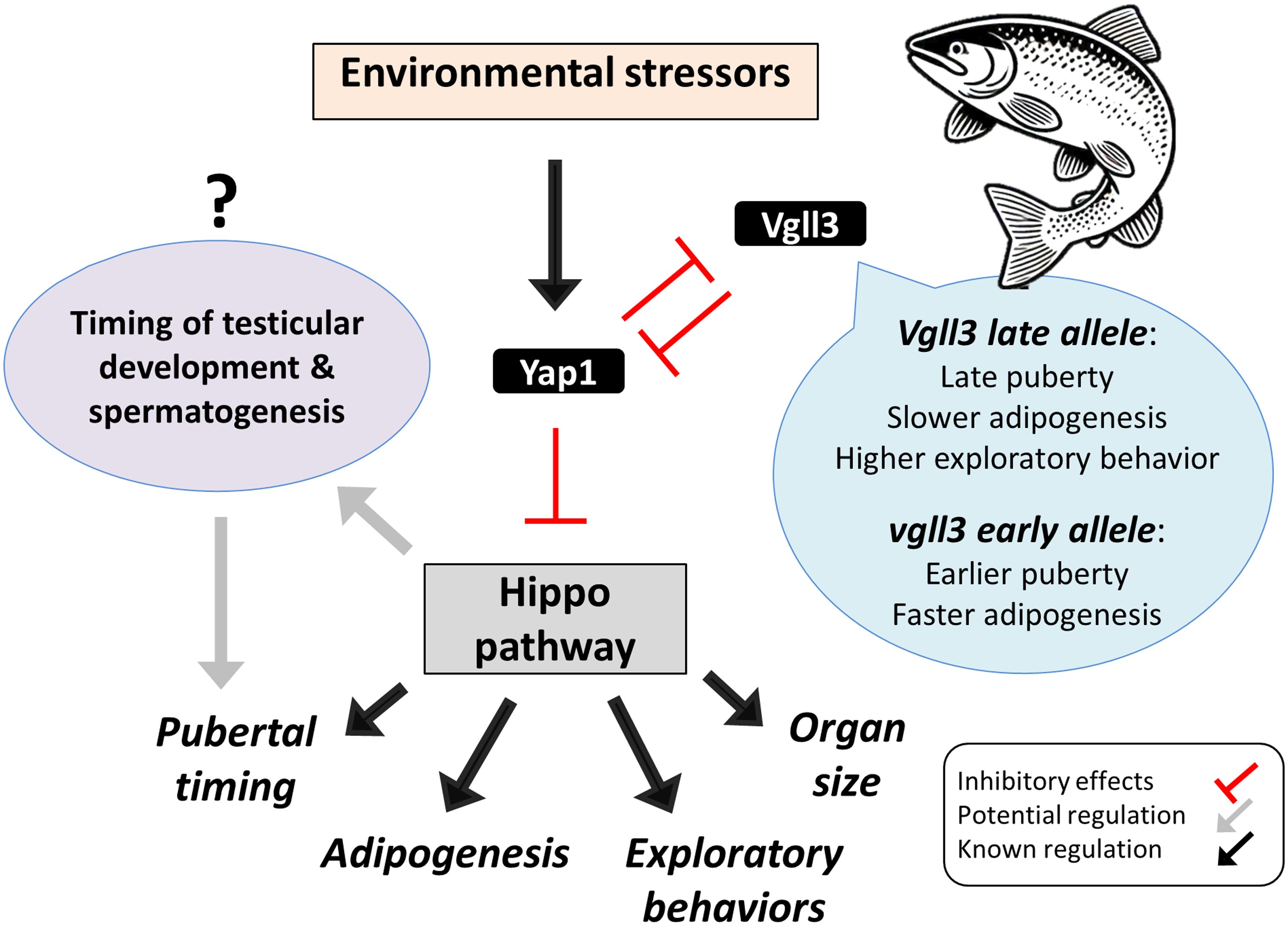 Testicular heterochrony in i vgll3 i -mediated maturation age in Atlantic salmon